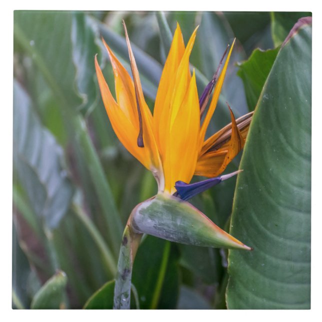 Bird of Paradise flower ceramic tile (Front)