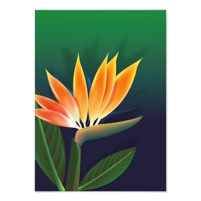 Bird of paradise flower photo print (Front)