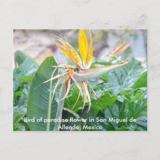 Bird of Paradise Flower Postcard