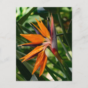 Bird of paradise flower.  postcard