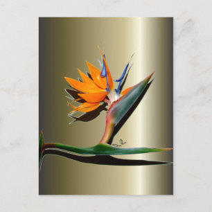 Bird of Paradise Flower Postcard