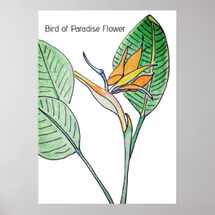 Bird of Paradise Flower Poster