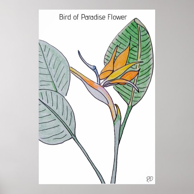 Bird of Paradise Flower Poster (Front)