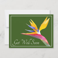 Bird Of Paradise Green Background Get Well