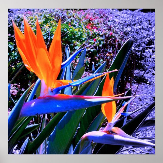 Bird of Paradise Hawaii Poster (Front)
