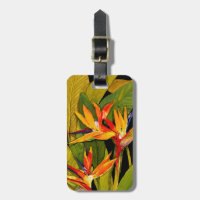 Bird of Paradise
