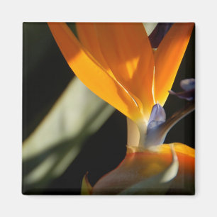 Bird-of-Paradise Magnet