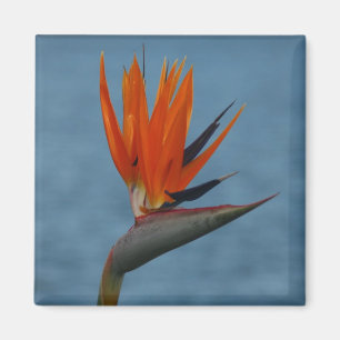 bird of paradise magnet
