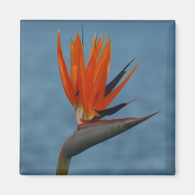bird of paradise magnet (Front)