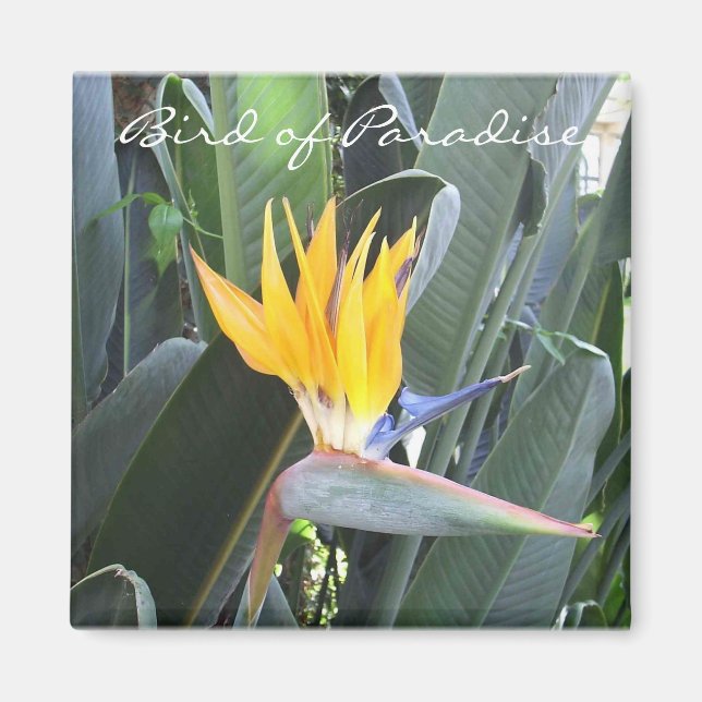 Bird of Paradise Magnet (Front)
