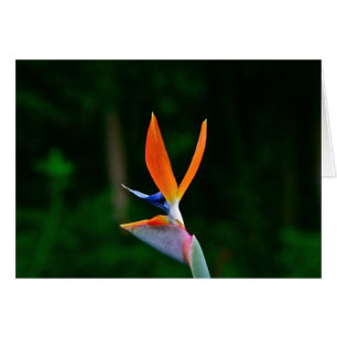 Bird of Paradise, Maui