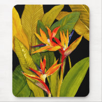 Bird of Paradise