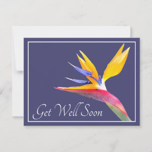 Bird Of Paradise Navy Background Get Well Postcard
