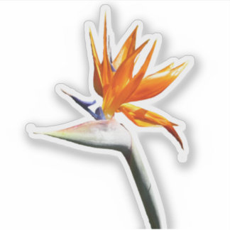 Bird of Paradise Orange Tropical Flower
