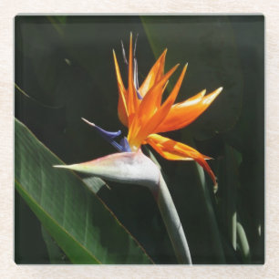 Bird of Paradise Orange Tropical Flower Glass Coaster