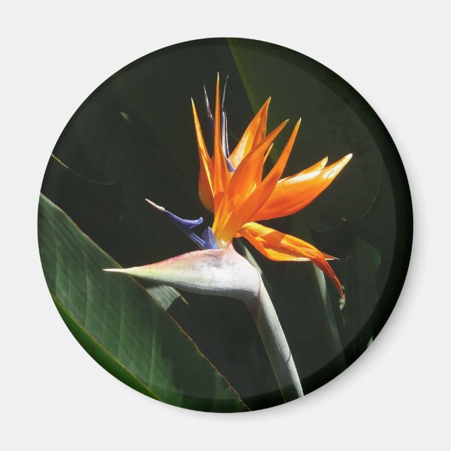 Bird of Paradise Orange Tropical Flower Magnet (Front)