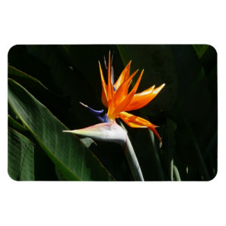 Bird of Paradise Orange Tropical Flower Magnet
