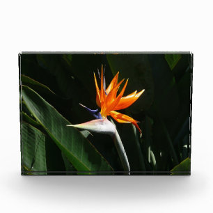 Bird of Paradise Orange Tropical Flower Photo Block