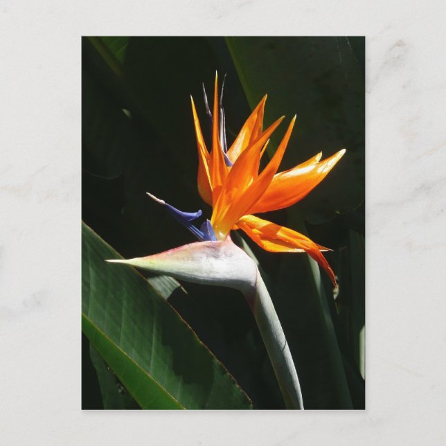 Bird of Paradise Orange Tropical Flower Postcard (Front)
