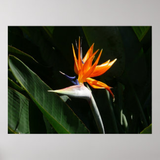 Bird of Paradise Orange Tropical Flower Poster