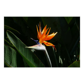 Bird of Paradise Orange Tropical Flower Poster
