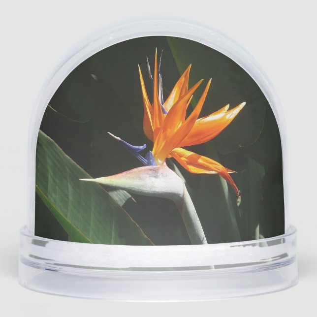Bird of Paradise Orange Tropical Flower Snowglobe (Front)