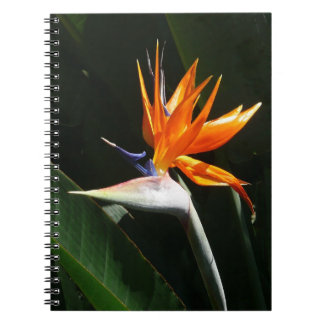 Bird of Paradise Orange Tropical Flower Spiral Notebook