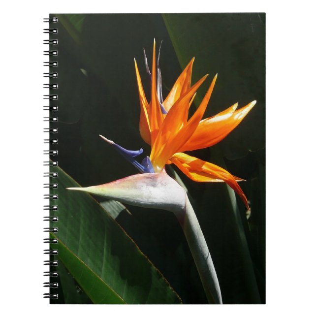 Bird of Paradise Orange Tropical Flower Spiral Notebook (Front)