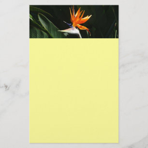 Bird of Paradise Orange Tropical Flower Stationery
