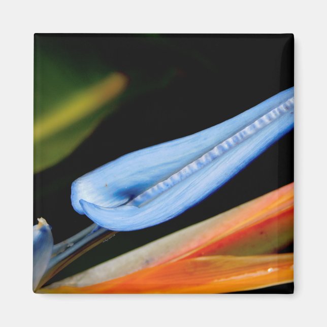 Bird of Paradise Photo Magnet (Front)