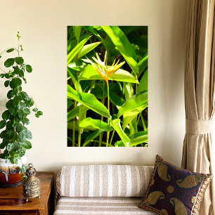 Bird of Paradise Photo Print