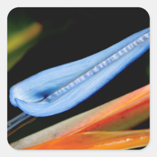 Bird of Paradise Photo Square Sticker
