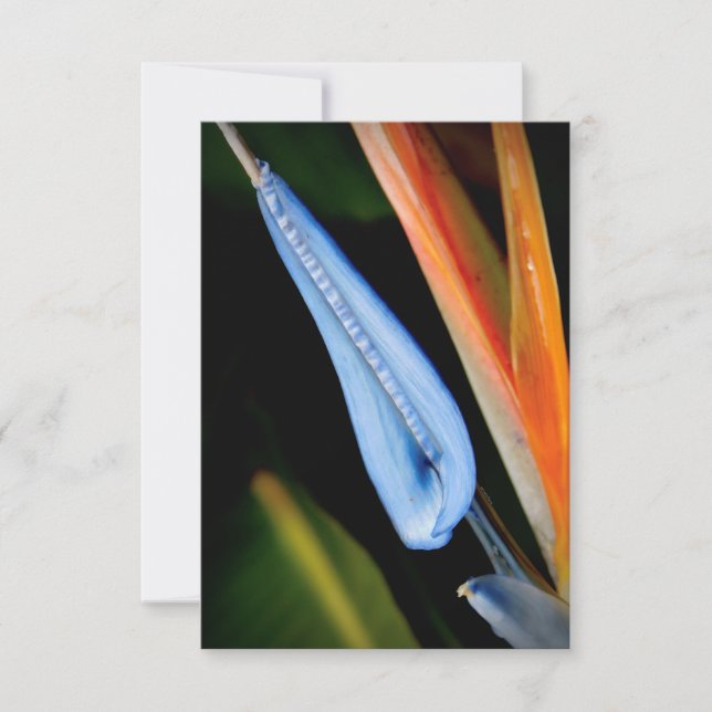 Bird of Paradise Photo Thank You Card (Front)