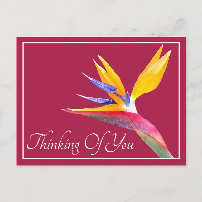 Bird Of Paradise Pink Background Thinking Of You Postcard (Front)