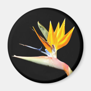 Bird of Paradise Plant Magnet