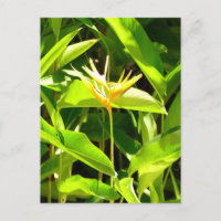 Bird of Paradise