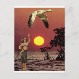 Bird of Paradise - Postcard