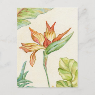 Bird of Paradise postcard
