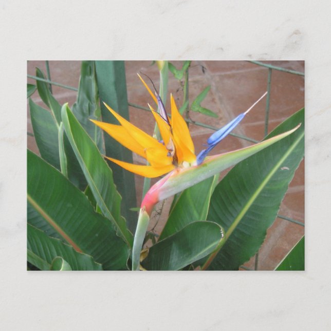 Bird of Paradise Postcard (Front)