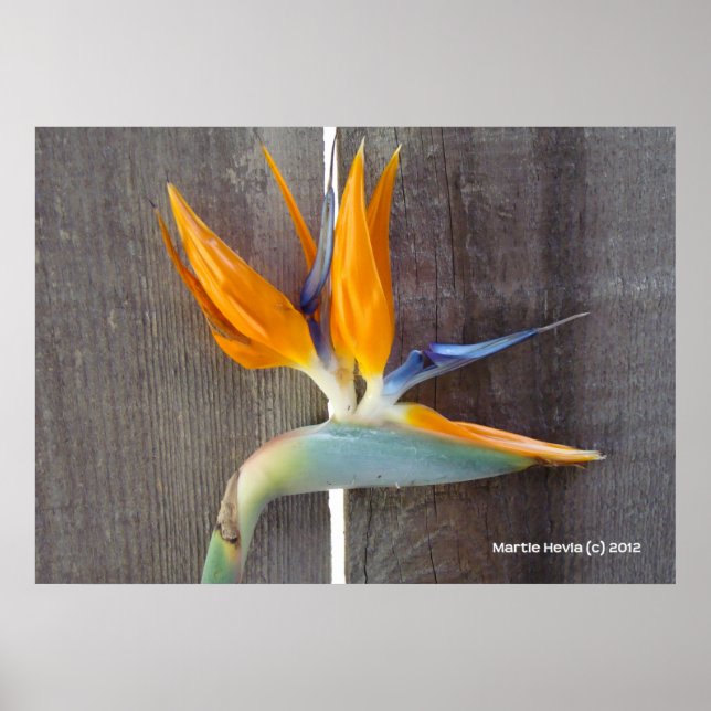 Bird of Paradise Poster (Front)