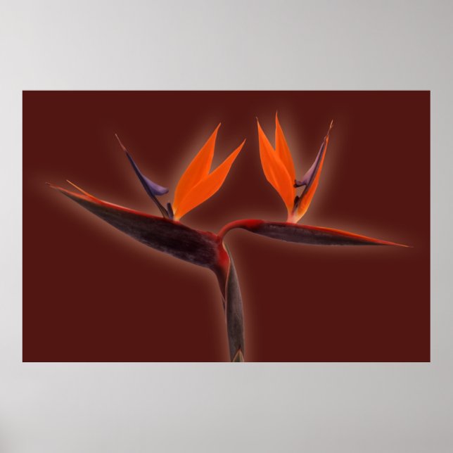 Bird of Paradise Poster (Front)