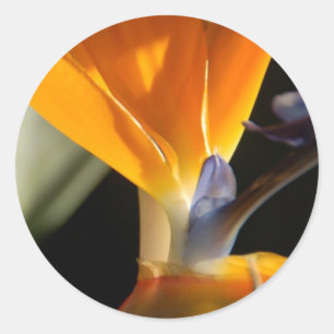Bird-Of-Paradise Sticker