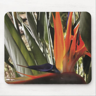 Bird of Paradise (Strelitzia) Mouse Pad