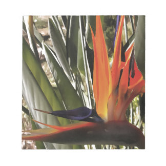 Bird of Paradise Strelitzia Reginae Acrylic Painti Notepad
