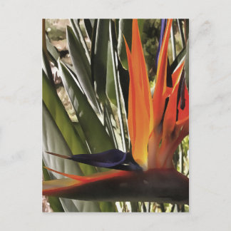 Bird of Paradise Strelitzia Reginae Acrylic Painti Postcard