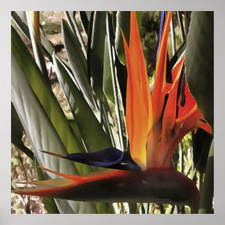 Bird of Paradise Strelitzia Reginae Acrylic Painti Poster