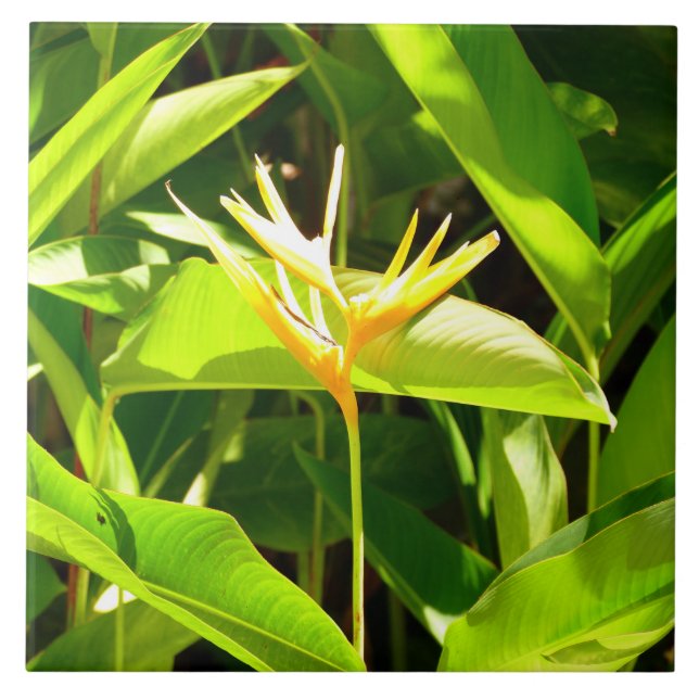 Bird of Paradise Tile (Front)