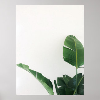 Bird of Paradise Tropical Plant Photography Poster