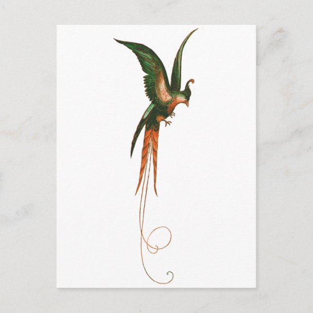 Bird of Paradise Vintage Art Postcard (Front)