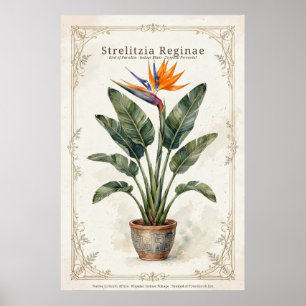 Bird of Paradise Vintage Botanical Poster Matted
